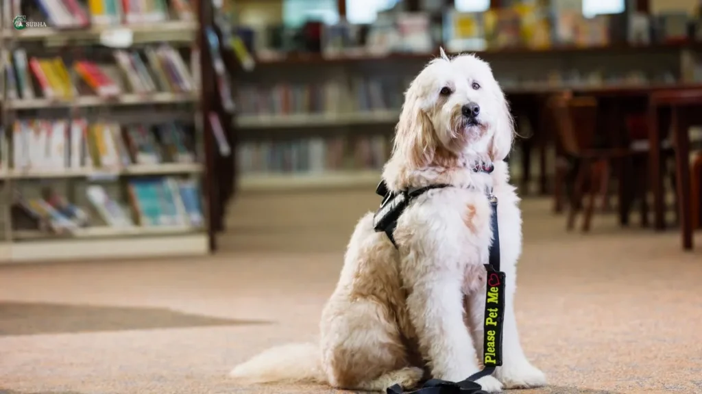 Certified therapy dog in library offering emotional support for mental well-being